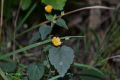Sida cordata